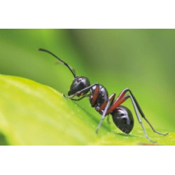 aérosol insecticide rampants Karzhan 500ml_ref SOD60015-1