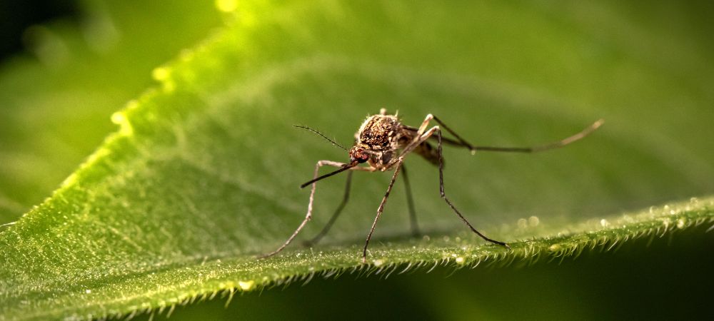 K-PRO_Solutions contre les insectes